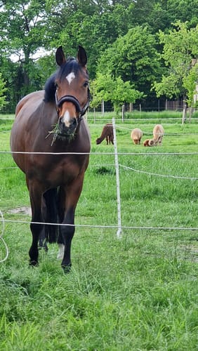 Customer photo review of Strotonin Horse Support