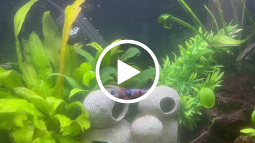 Customer video review of Koi Nemo Black Base Female Betta Fish Sorority | Successful Sorority Pack