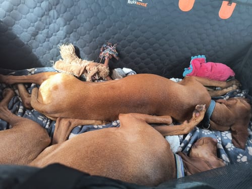Customer photo review of RuffRover 2.0™ - Hard Bottom Dog Car Seat Protector