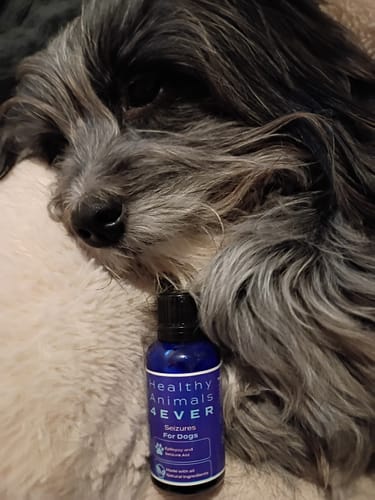 Customer photo review of Seizures - Dogs