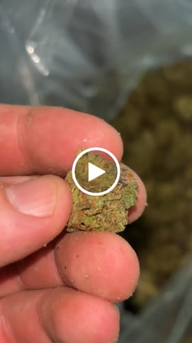 Customer video review of 28 Grams Wholesale THCA Flower