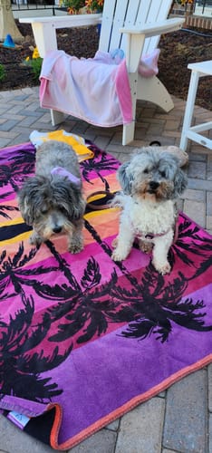 Customer photo review of K9 Belly Bliss