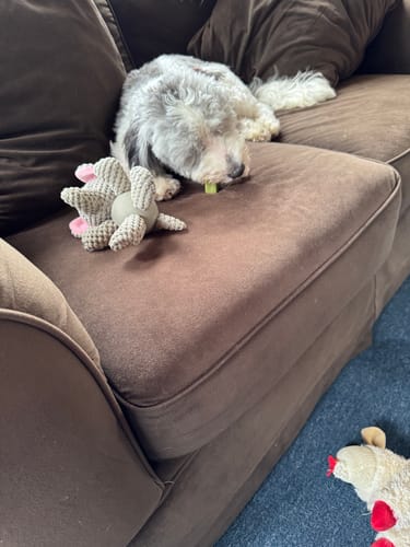 Customer photo review of Banana Yak Chews