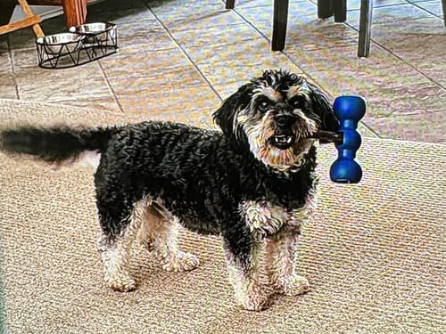 Customer photo review of 6 Inch Jumbo Bully Stick
