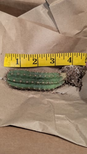 Customer photo review of Trichocereus Peruvianus | Peruvian Torch Cactus