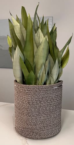 Customer photo review of Sansevieria Moonshine