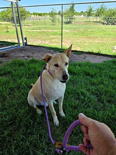Customer photo review of FIDA Durable Slip Lead