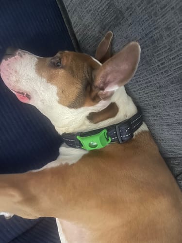 Customer photo review of FurLife™ 12 Months Flea and Tick Free