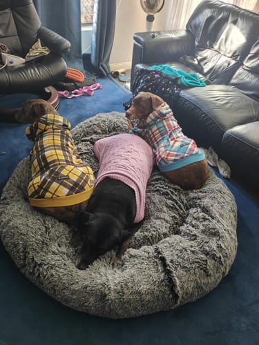Customer photo review of TheNapBed Memory Foam Pet Bed Dog Human Size