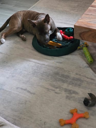 Customer photo review of Yak Chew Pack – 6 Flavor-Infused Sticks
