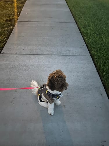Customer photo review of FIDA No Pull Harness