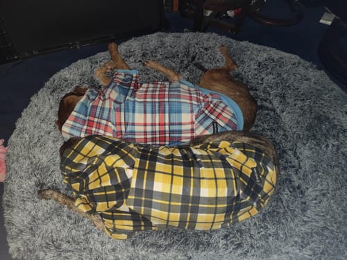 Customer photo review of TheNapBed Memory Foam Pet Bed Dog Human Size