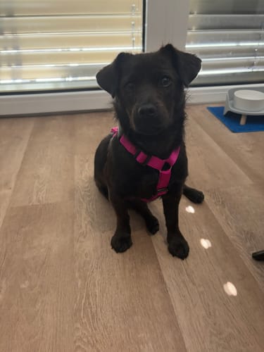 Customer photo review of Comfort Sicherheitsgeschirr, Panikgeschirr