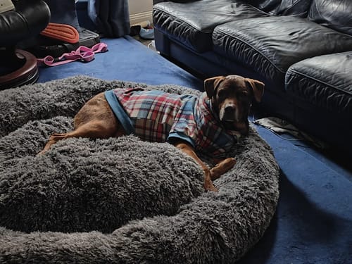 Customer photo review of TheNapBed Memory Foam Pet Bed Dog Human Size