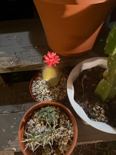 Customer photo review of Cleistocactus colademononis | Monkey Tail Cactus