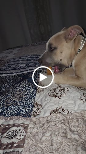 Customer video review of Pumpkin Yak Chews