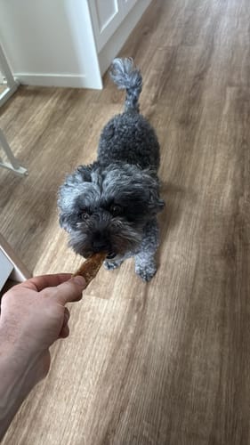 Customer photo review of Aussie Beef Neck Tendons (Small-Large Dogs)