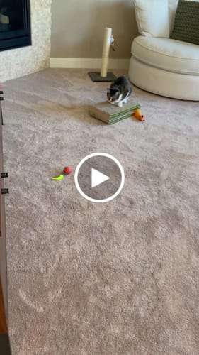 undefined review of SPEEDY TAIL 2.0 image 1 out of 1