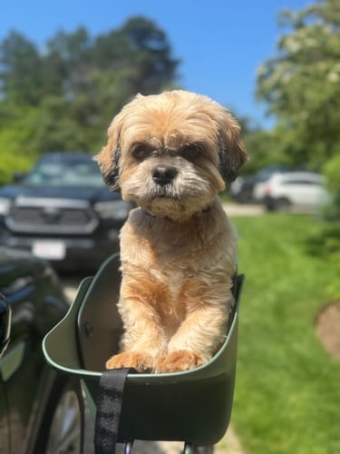 Customer photo review of Kvisp Dog Bike Carrier