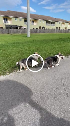 Customer video review of Iron Paws Premium Dog Supplement