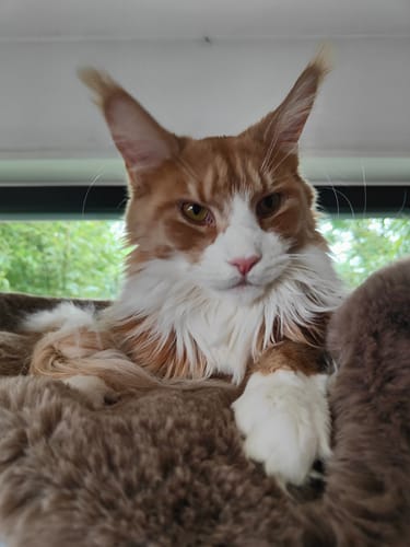 Avis photo d'un client sur Croquettes Maine Coon Stérilisé Sans Céréales - Poulet