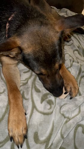 Customer photo review of Smoked Beef Marrow Bone