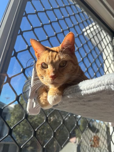 Customer photo review of Foldable Cat Window Hammock with Strong Suction Cups