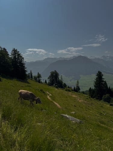 Customer photo review of BOUJEE LIGHTROOM PRESETS