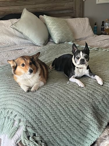 Customer photo review of FurLife™ 12 Months Flea and Tick Free