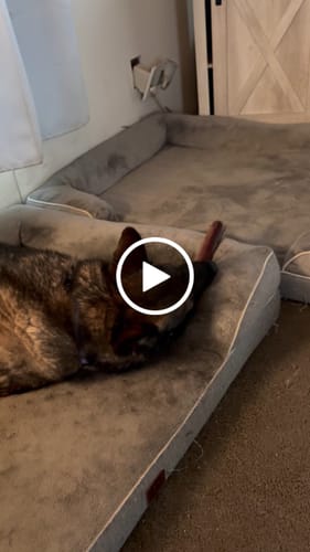 Customer video review of Medium Ostrich Cane (10" x 3"): The Long-Lasting, Flavor-Packed Chew for Medium & Large Dogs