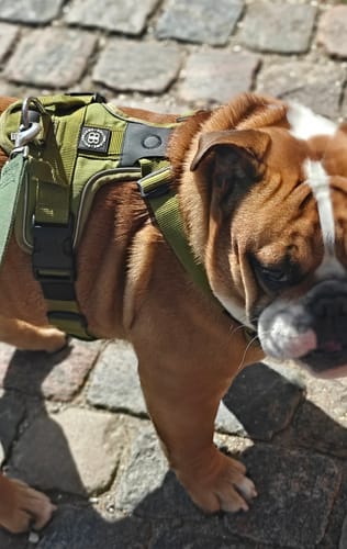 Line H. review of Anti Pull Harness | With Handle & Lighter | Hurricane Harness - Olive Green image 1 out of 1
