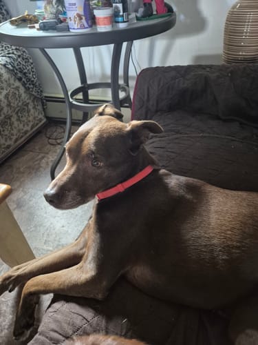 Customer photo review of FurLife™ 8 Months Flea and Tick Free
