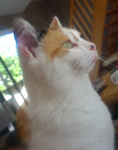 Avis photo d'un client sur Croquettes Chat Stérilisé Sans Céréales - Poulet