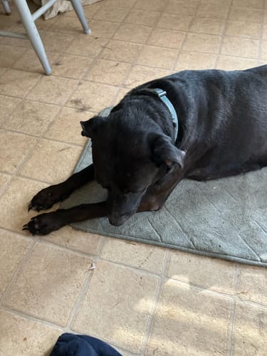 Customer photo review of Probiotic Chews