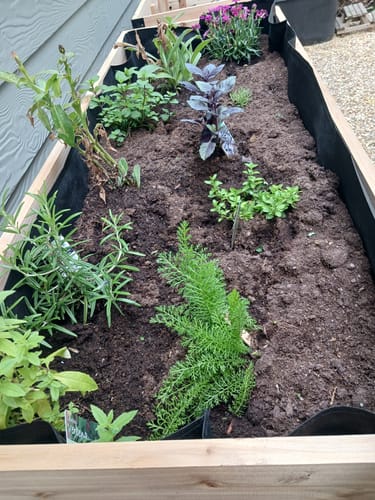 Customer photo review of Raised Garden Bed - 46cm x 122cm x 76cm