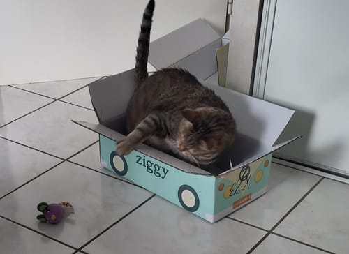 Avis photo d'un client sur Croquettes Chat Stérilisé Sans Céréales - Poulet