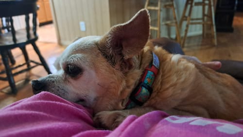 Customer photo review of FurLife™ 12 Months Flea and Tick Free