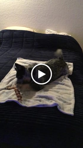 Customer video review of 10-12 Inch Bully Springs