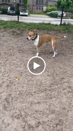 Adriënne M. review of 4cm Combat® Collar | Handle & Rated Clip - Khaki image 1 out of 1