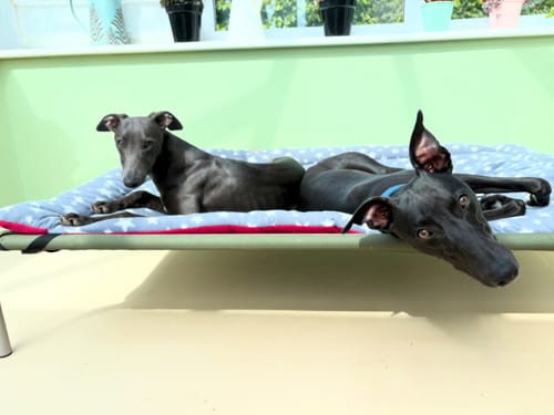 Customer photo review of HiK9 Bed with Olive Canvas Cover