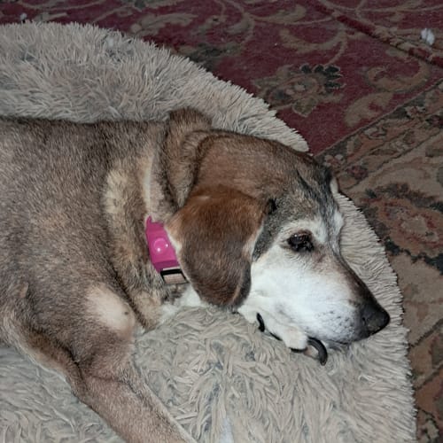 Customer photo review of FurLife™ - 12 Months Flea and Tick Tags for Dogs