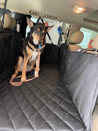 Customer photo review of 4Knines Hard Bottom Extender Car Seat Cover for Dogs - XL