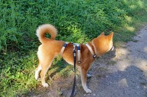 Customer photo review of Premium Sicherheitsgeschirr gepolstert, Panikgeschirr