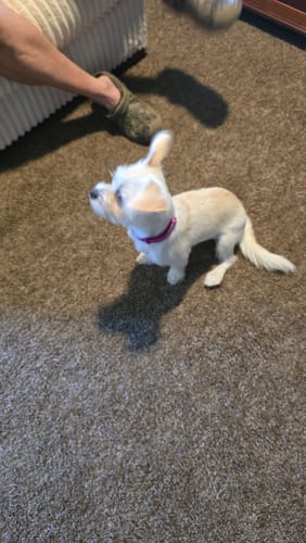 Customer photo review of FurLife™ - 8 Months Flea and Tick Collar for Dogs