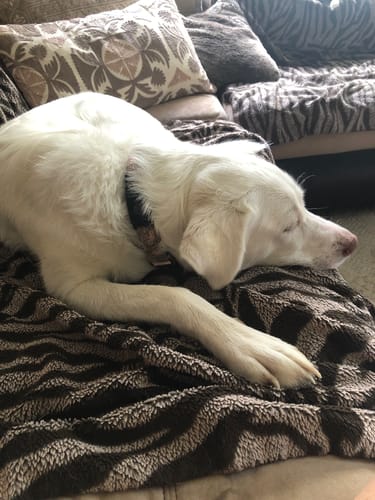 Customer photo review of FurLife™ 12 Months Flea and Tick Free