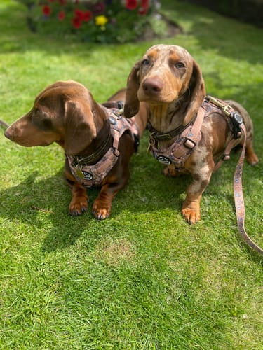 Customer photo review of Disney© Tough Trails™ Harness - Disney Dogs