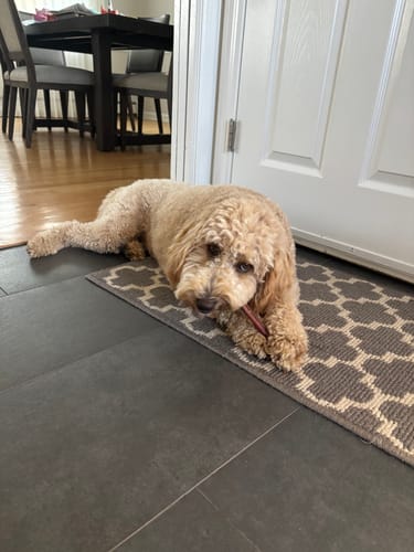 Customer photo review of 6 Inch Thick Bully Stick