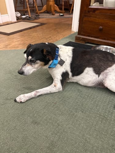 Customer photo review of FurLife™ - 12 Months Flea and Tick Tags for Dogs