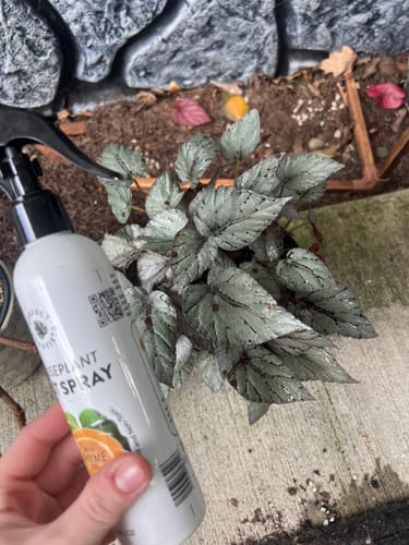 Customer photo review of Houseplant Pest Spray