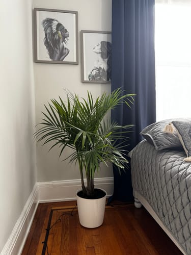 Customer photo review of Majesty Palm